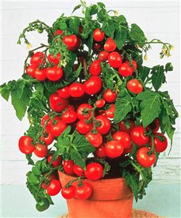 How Many Cherry Tomato Seeds Per Pot