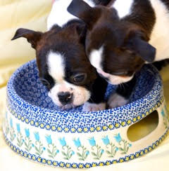 dogs-in-bowl.jpg