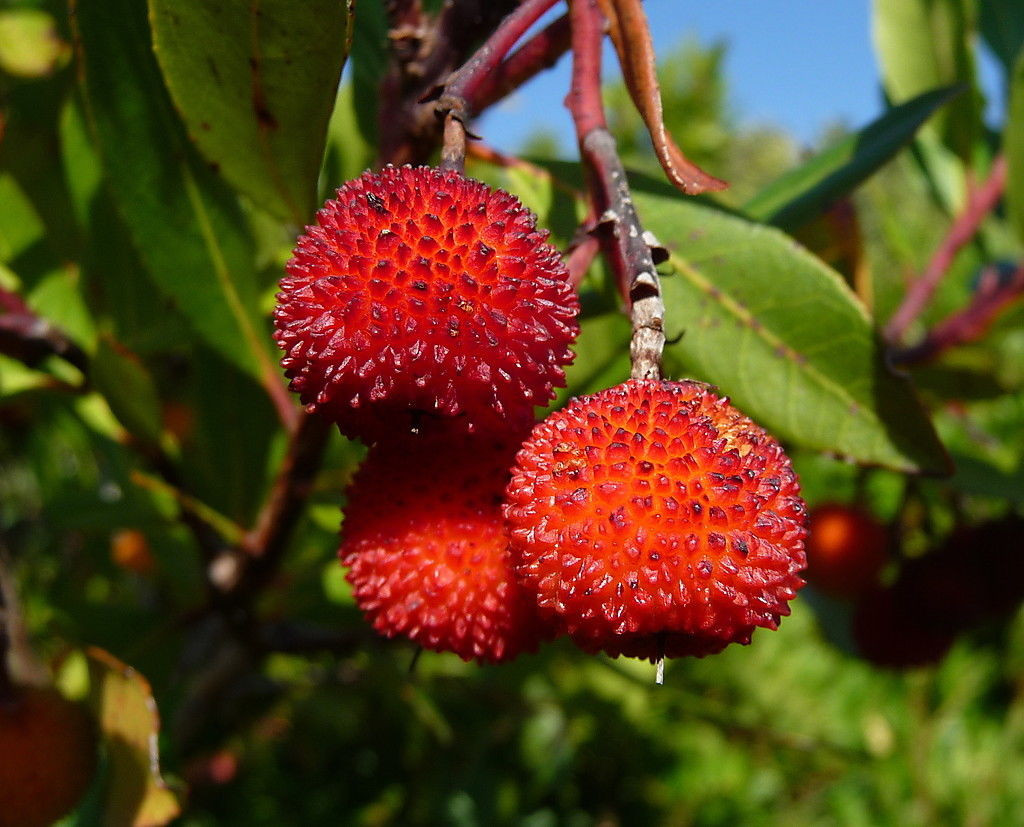 Résultat de recherche d'images pour "arbutus unedo"