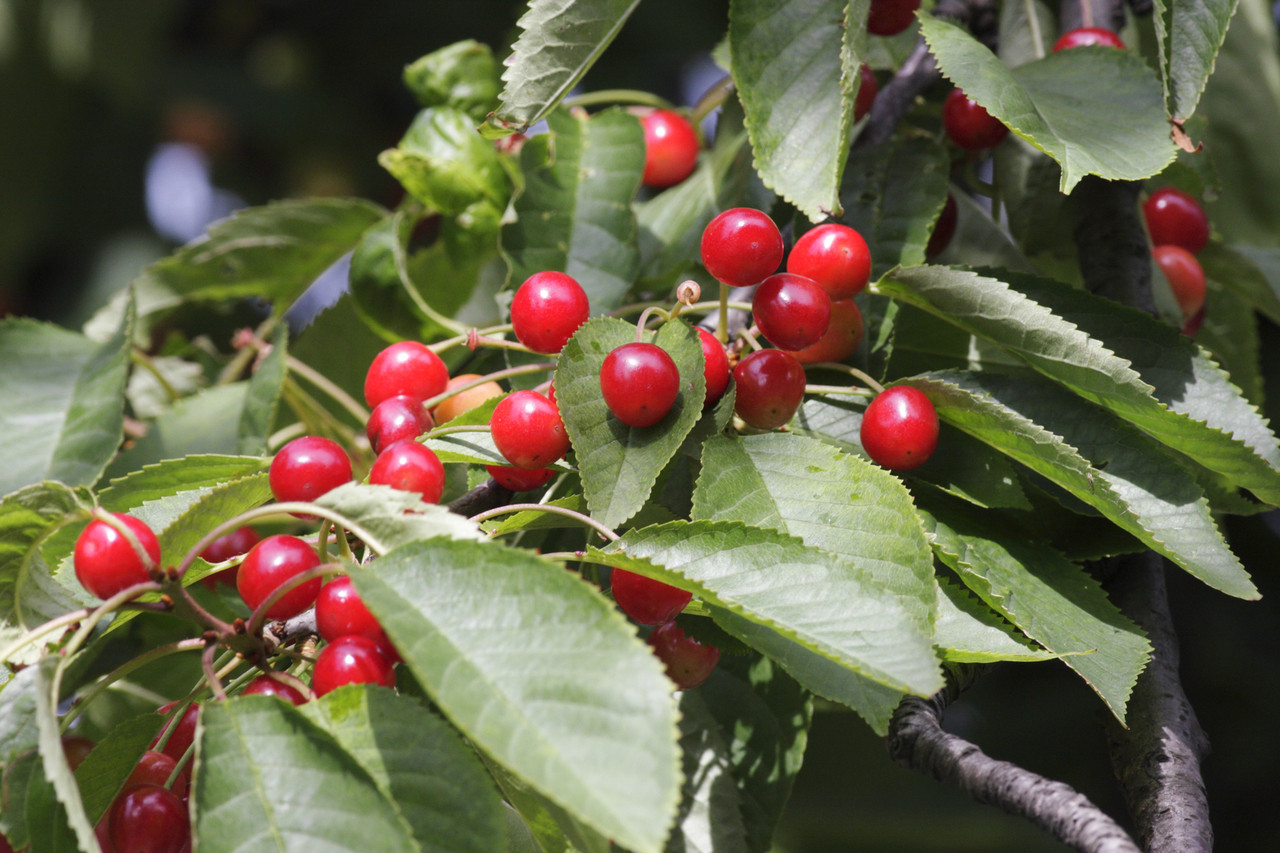 cherry tree edible 5 cherry trees 4 5ft stunning blossom edible cherries bird food beechwoodtrees cherry tree edible 5 cherry trees 4 5ft stunning blossom edible cherries bird food beechwoodtrees