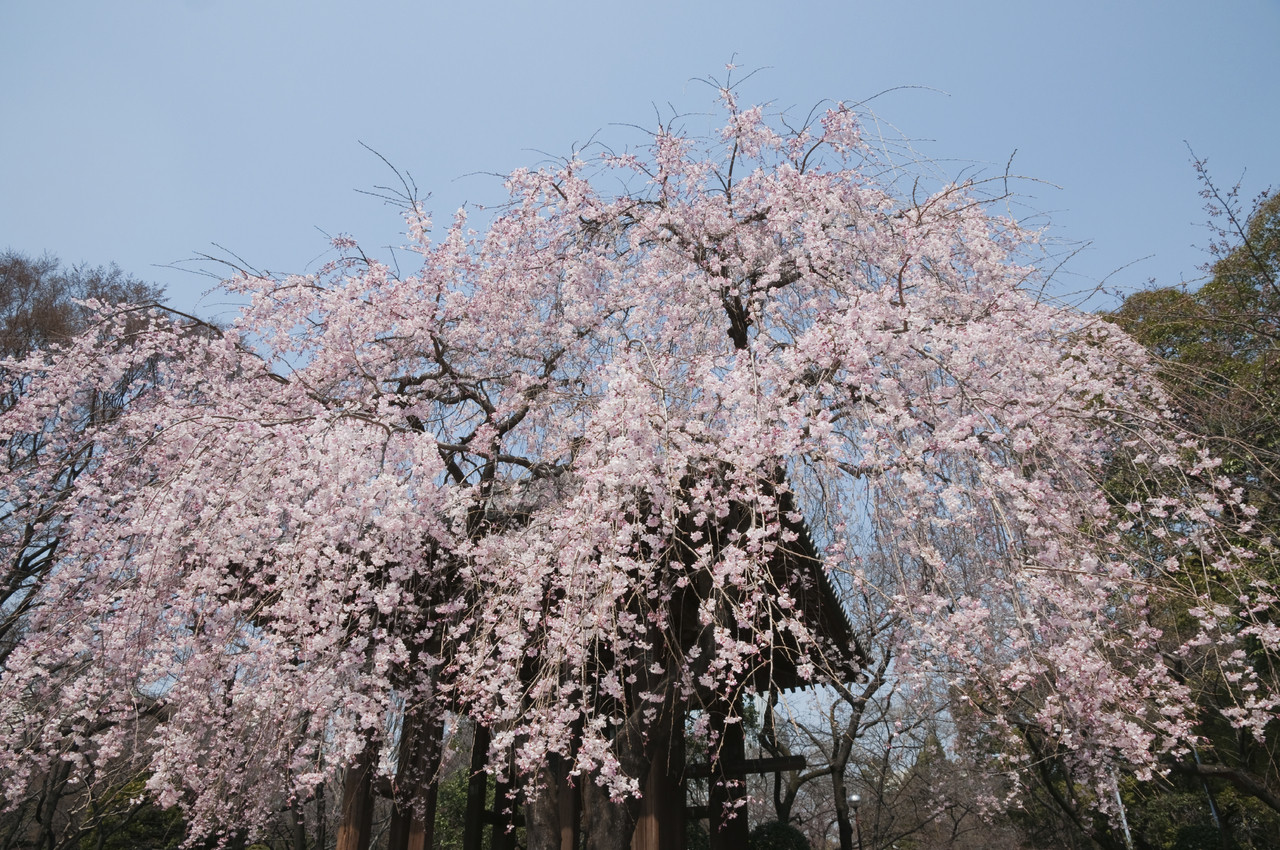 weeping cherry tree 6 foot cheal s weeping pink flowering cherry tree 5 6ft p serrulata kiku shidare zakura beechwoodtrees weeping cherry tree 6 foot cheal s weeping pink flowering cherry tree 5 6ft p serrulata kiku shidare zakura beechwoodtrees