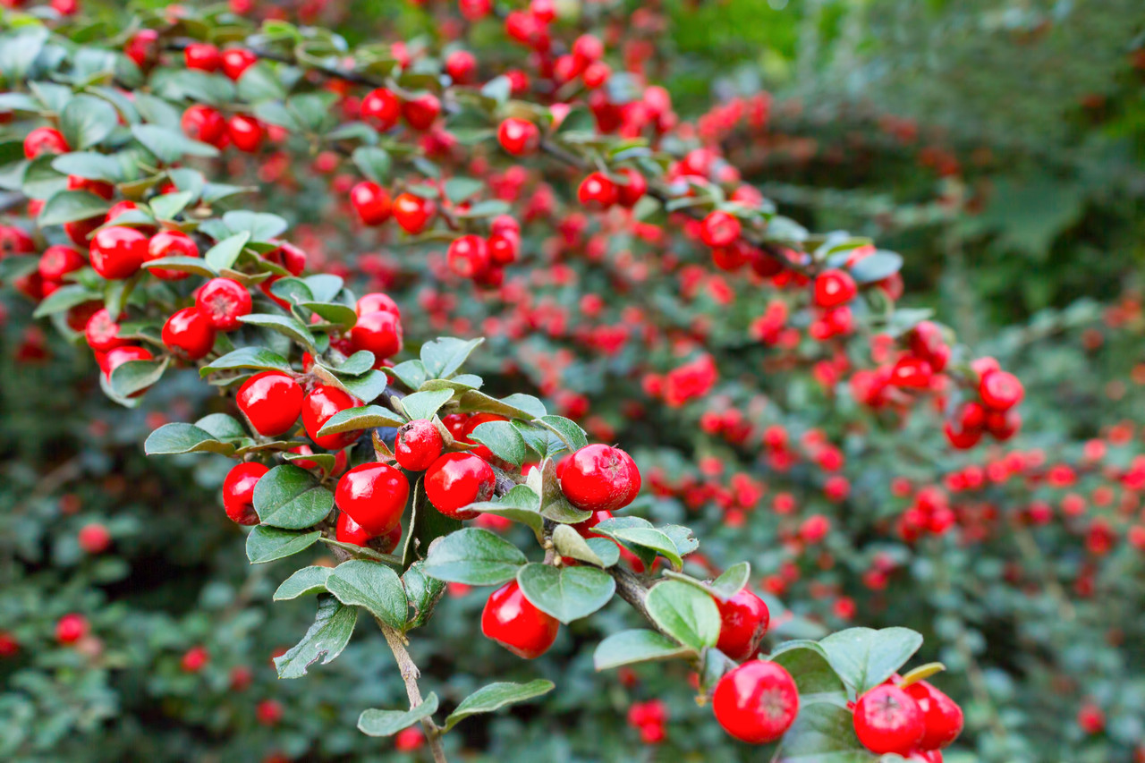 5 Cotoneaster suecicus Coral Beauty In 9cm Pots, Orange-Red Berries ...