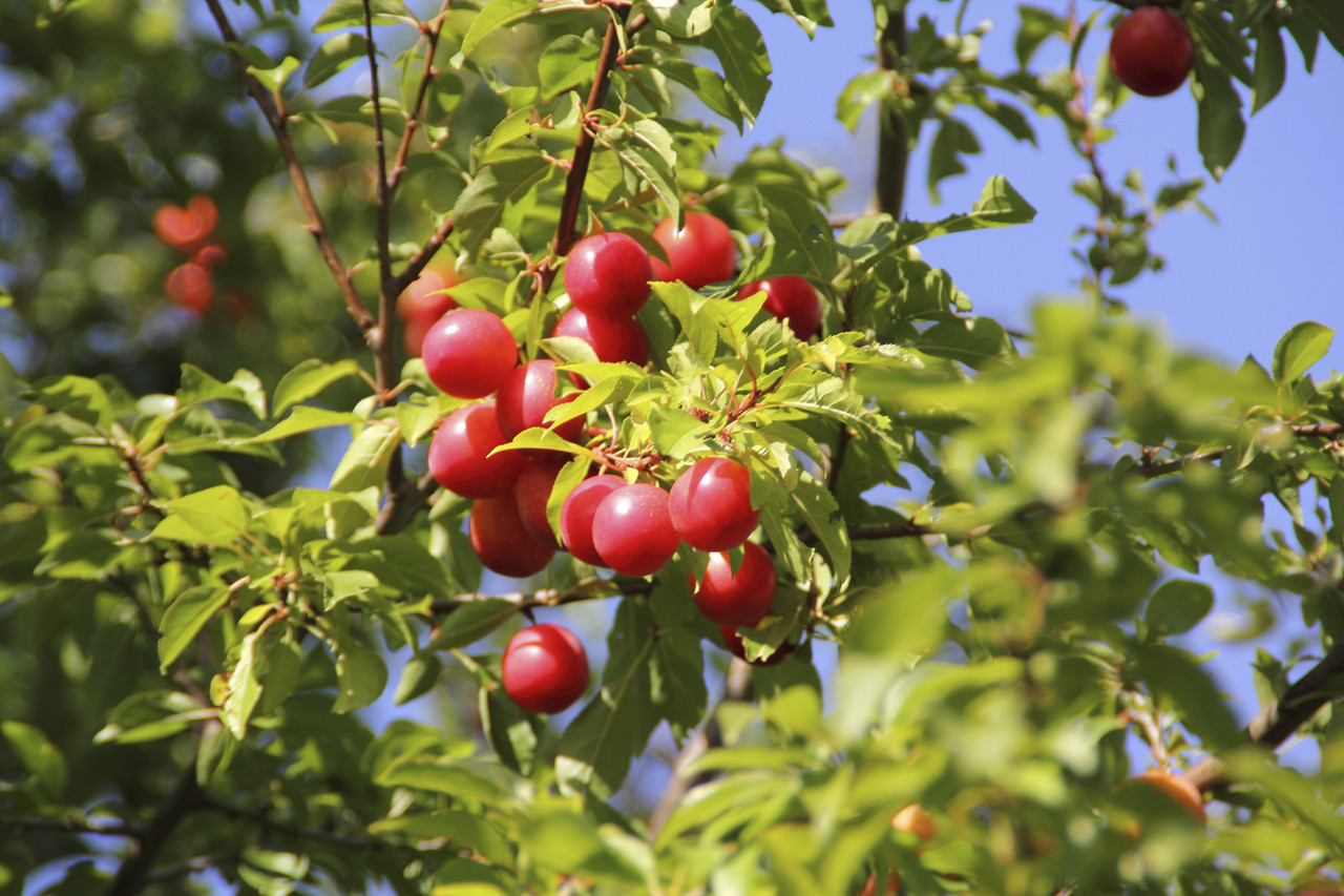 cherry tree edible cherry plum tree prunus cerasifera myrobalan 2 3ft edible hedging beechwoodtrees cherry tree edible cherry plum tree prunus cerasifera myrobalan 2 3ft edible hedging beechwoodtrees
