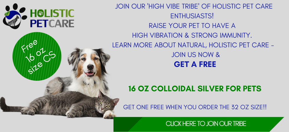 Hyperthyroidism In Cats Treatment Naturally Hyperthyroidism In Cats Treatment Naturally