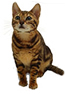 catindex.jpg catindex.jpg