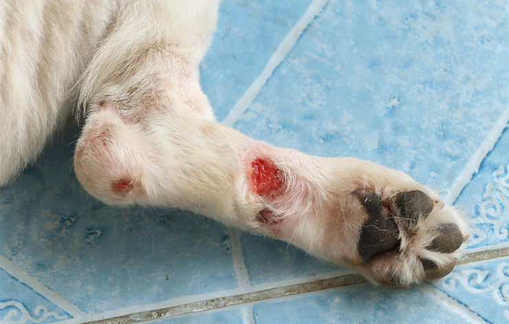 Colloidal Silver For Dog Ear Yeast Infection Colloidal Silver For Dog Ear Yeast Infection
