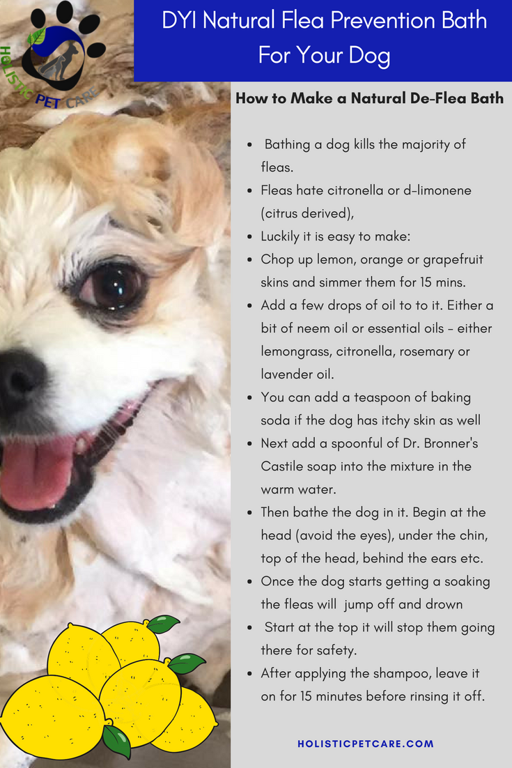 Natural Flea Prevention For Dogs - Holistic Pet Care