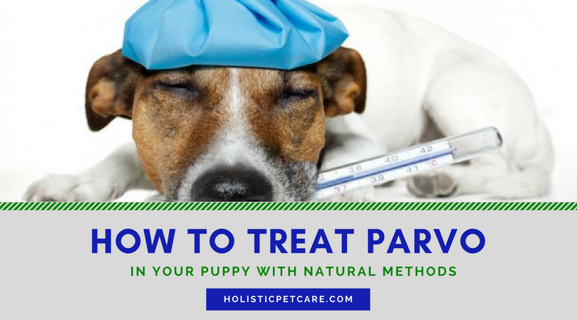 Parvovirus Treatment In Puppies Holistic Pet Care