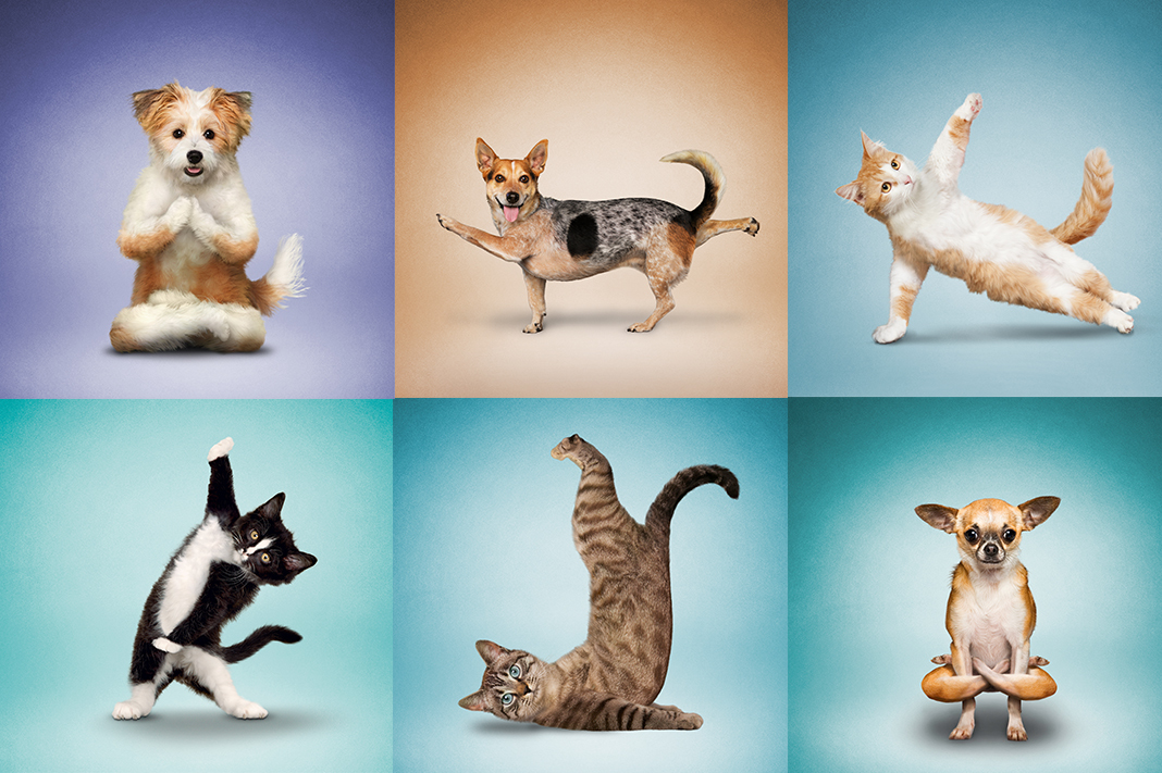 yogapets.jpeg yogapets.jpeg