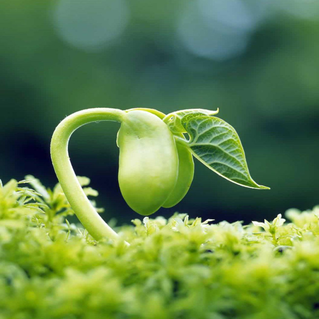 LED plant growing lights