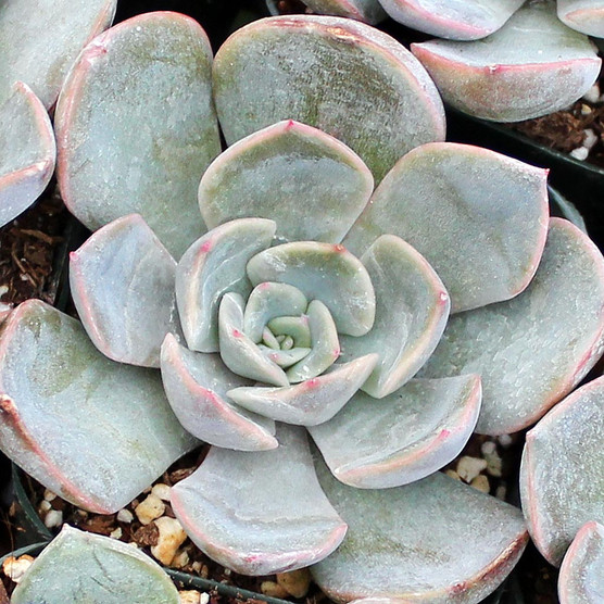 Echeveria 'Orion' - Mountain Crest Gardens