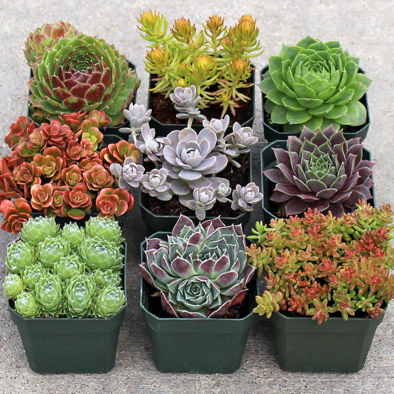 Rock Garden Hardy Succulent Collection (9) - Mountain Crest Gardens