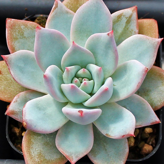 Echeveria 'Blue Bird' - Mountain Crest Gardens