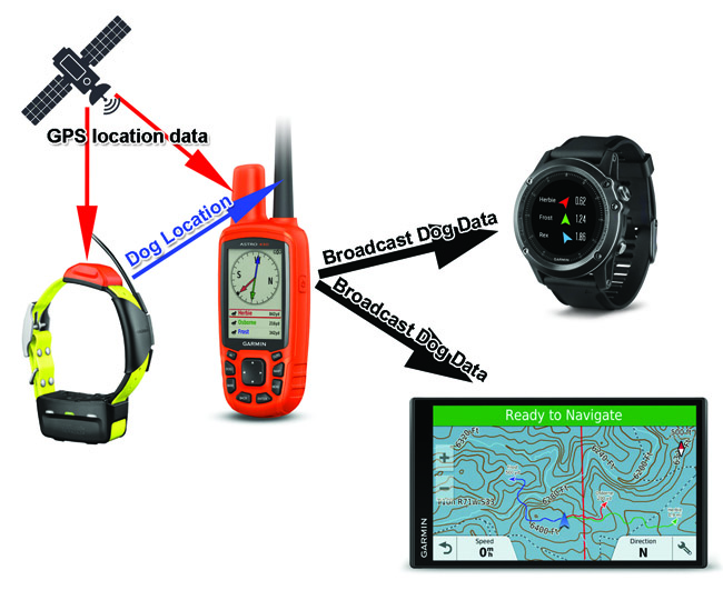 Fenix 5 hotsell dog track