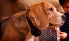 garmin-barklimiter-beagle.jpg