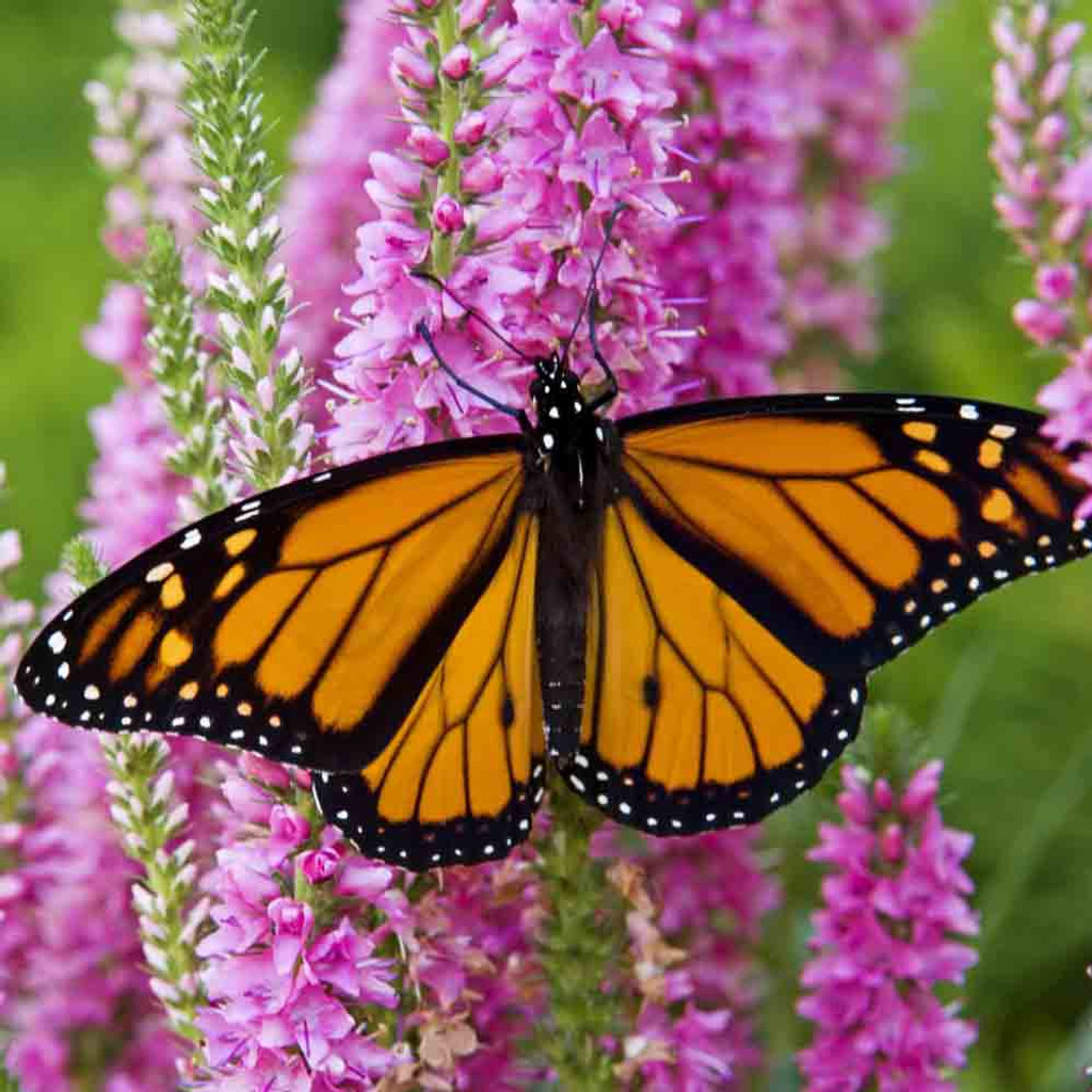 monarch-butterfly-flower-mix-seeds-terroir-seeds