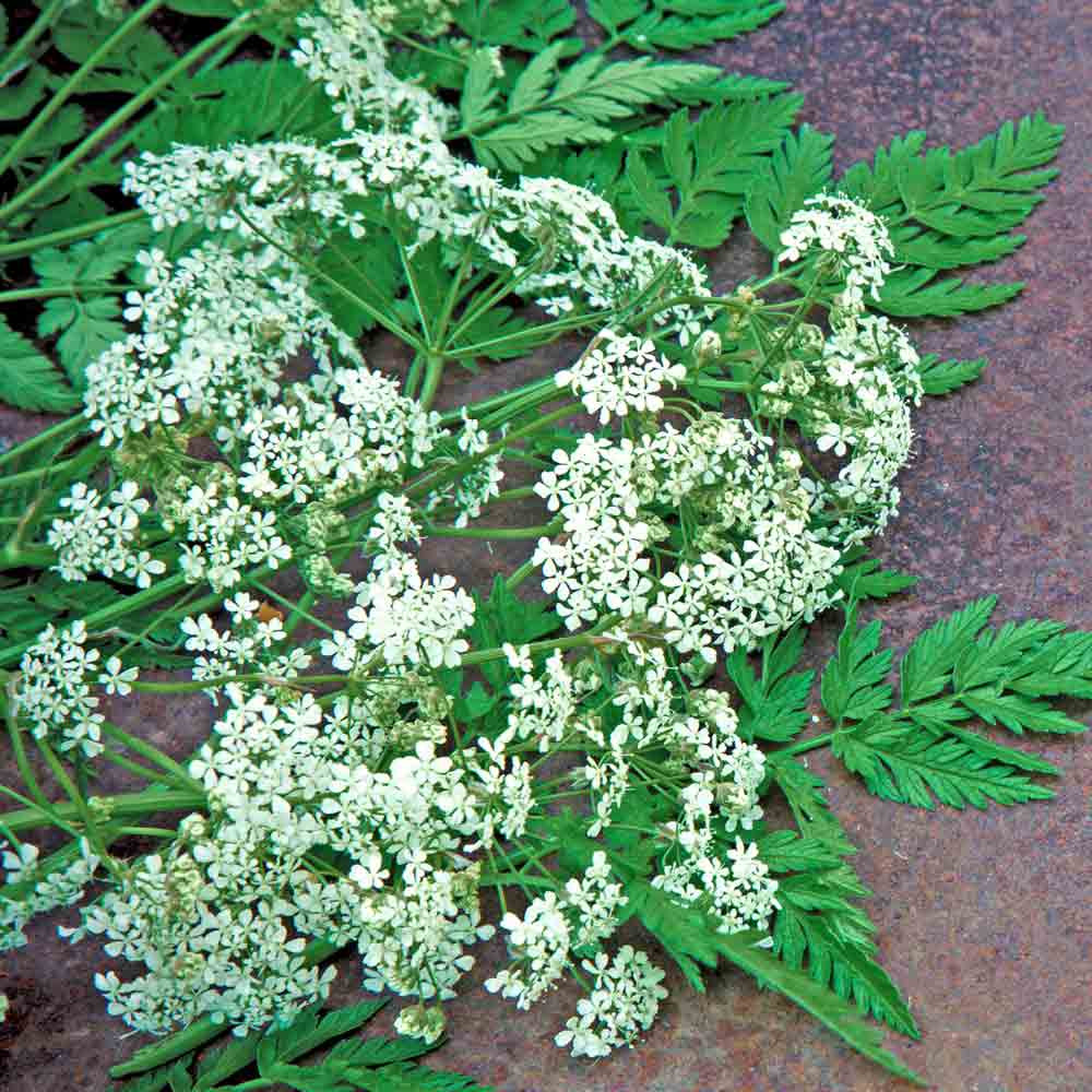 Cumin Seeds Terroir Seeds