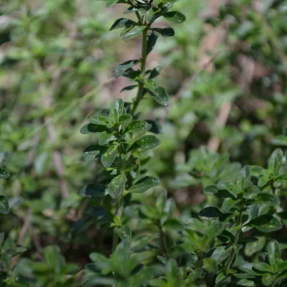 Creeping Thyme Seeds Terroir Seeds
