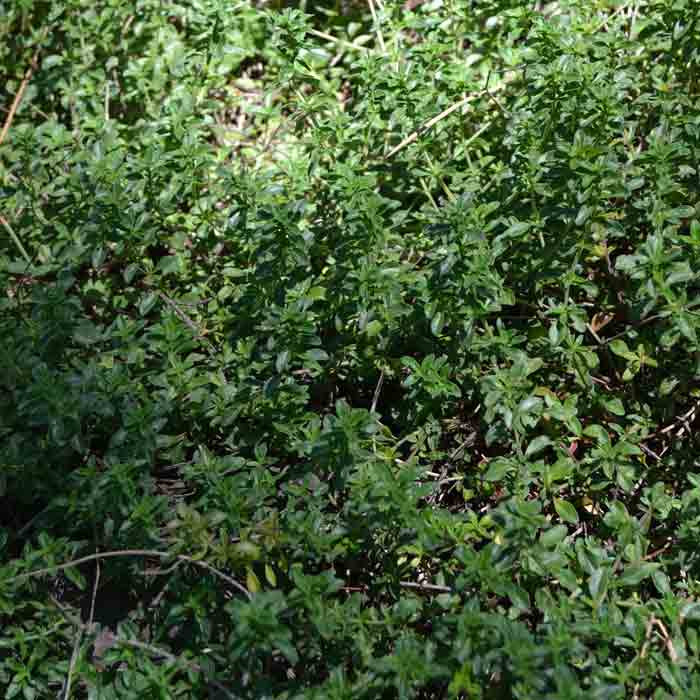 Creeping Thyme Seeds Terroir Seeds