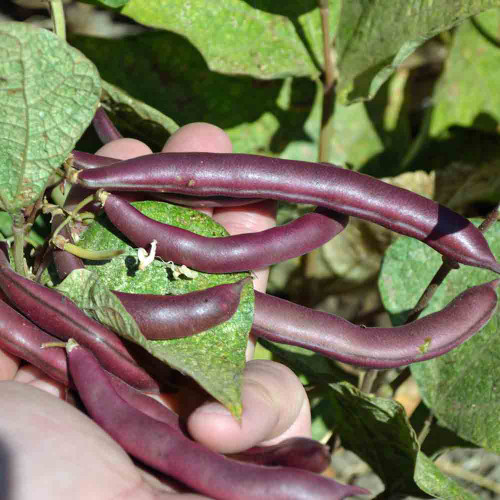 red swan beans