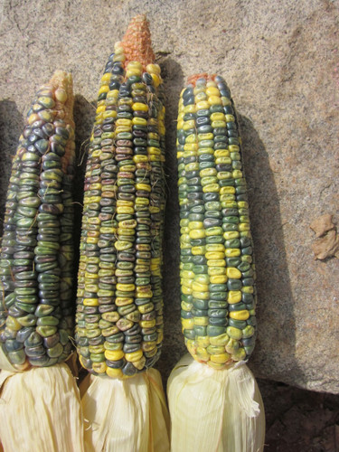 Oaxacan Green Dent Corn - (Zea mays)