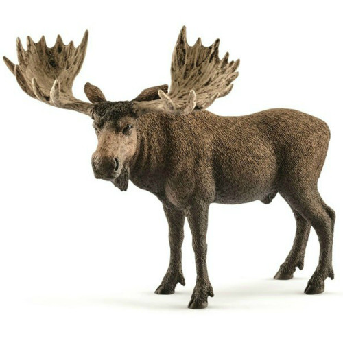 Moose Bull 2017