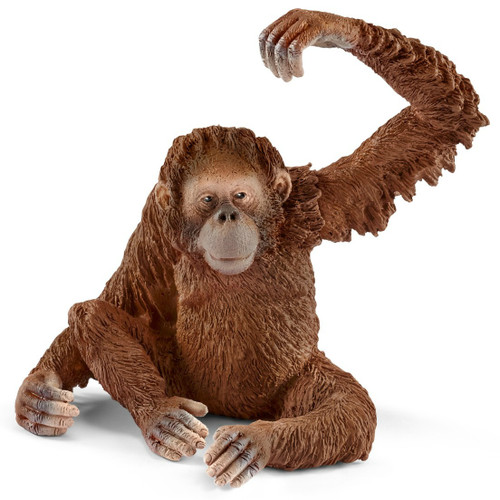 Orangutan Female