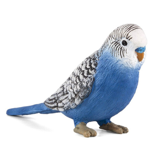 Blue Budgerigar Mojo