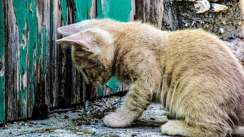 helping-homeless-cats-in-winter-protectapet