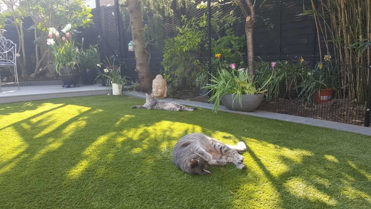 Cat Enclosures Keep Cats Safe Outdoors Cat Enclosures Keep Cats Safe Outdoors