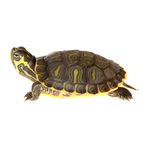 My Turtle Store | Baby Peacock Slider Turtles for sale