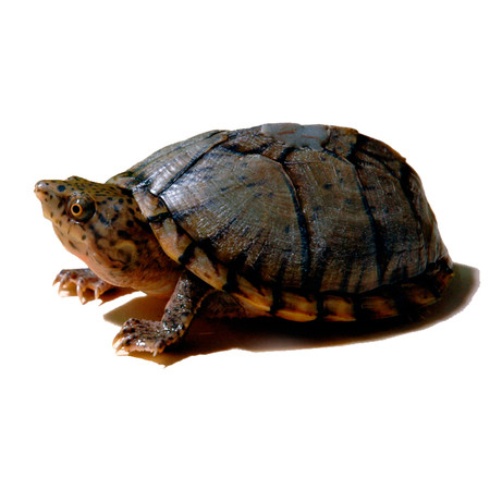 My Turtle Store | Baby Razorback Musk Turtle
