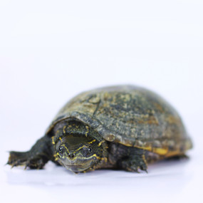 Baby Eastern Musk Turtles for Sale | Best Prices