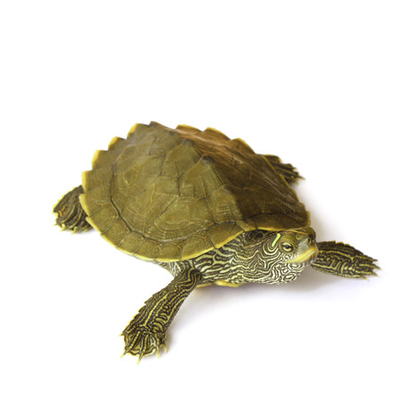 My Turtle Store Juvenile Mississippi Map Turtles For Sale   Juvenile Miss Map Turtles For Sale 01  05026.1465505834.450.800 