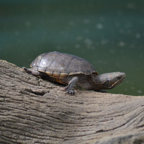 Baby Eastern Musk Turtles for Sale | Best Prices