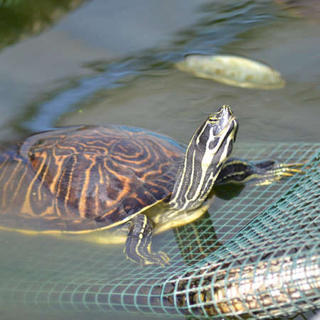 Large Peninsular River Turtles For Sale