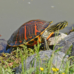 My Turtle Store | Baby Florida Red Bellied Turtles for sale