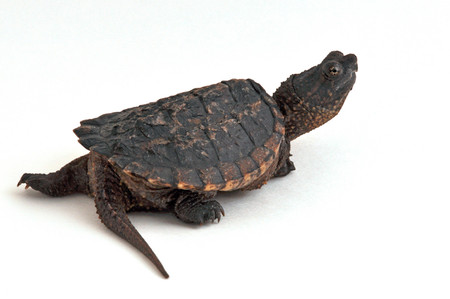 My Turtle Store: B Grade Baby Common Snapping Turtles For Sale