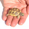 My Turtle Store: Baby Golden Greek Tortoises for sale