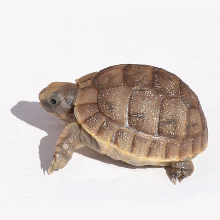 Baby Greek Tortoise Food Baby Greek Tortoise Food