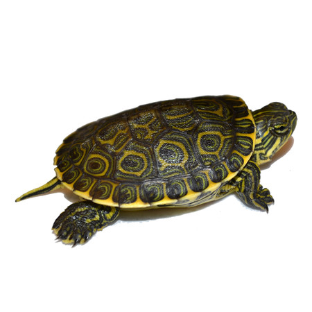 Baby Mexican Slider Turtles | Trachemys venusta