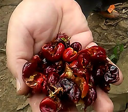 Coffee fruit, freshly hulled and full of sweet juice