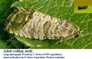 Codling Moth