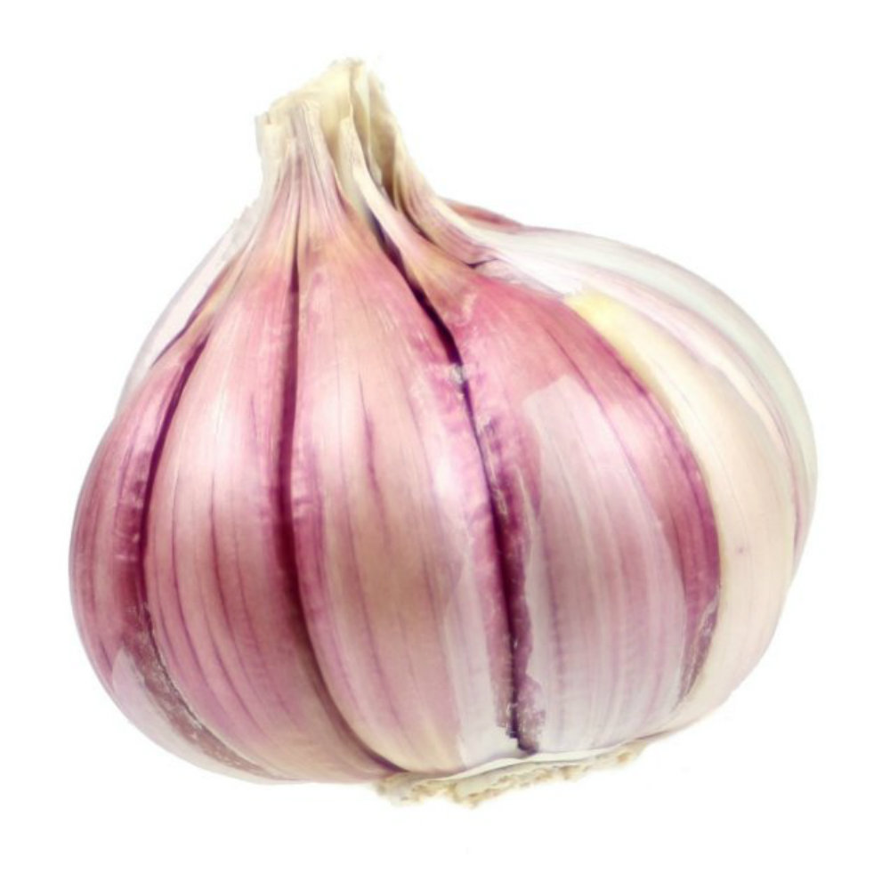 Parts of a Blub and Herbal Medicine