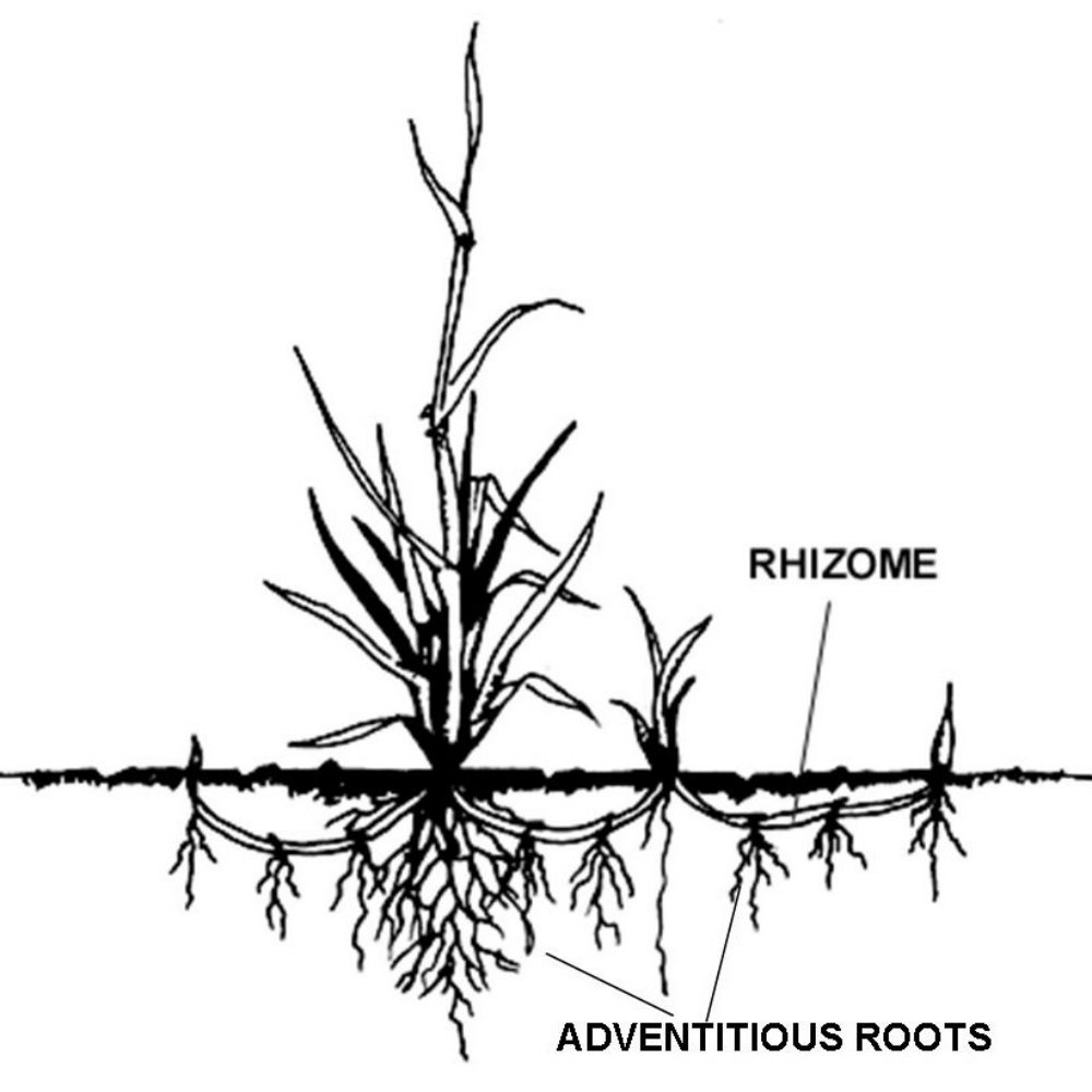 The Anatomy of a Rhizome and Natural Medicine
