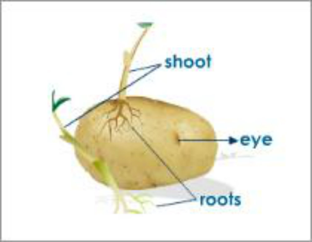 Tuber Structure And Natural Medicine   Vegetative Propagation Of Potato 