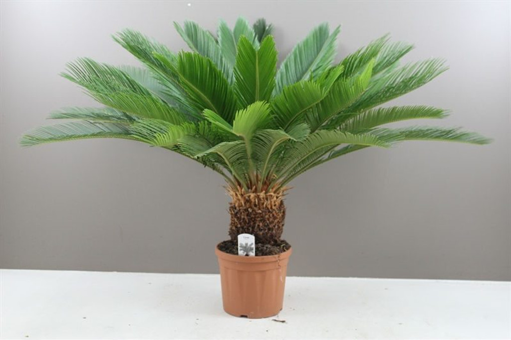 Best4Garden Cycas Sago Palm