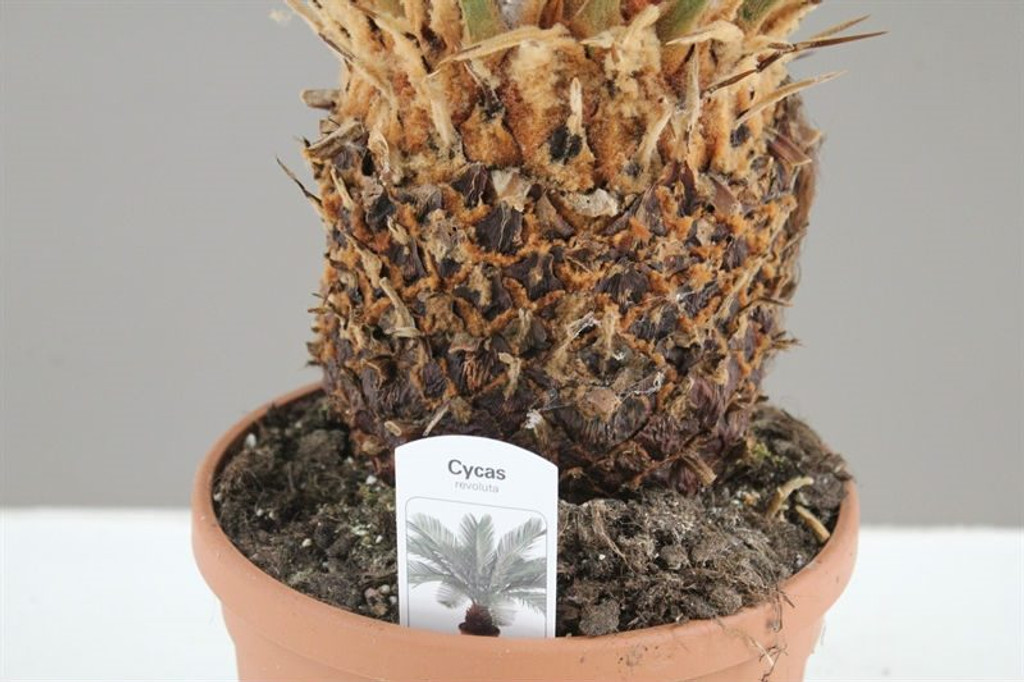 Cycas Palm trunk