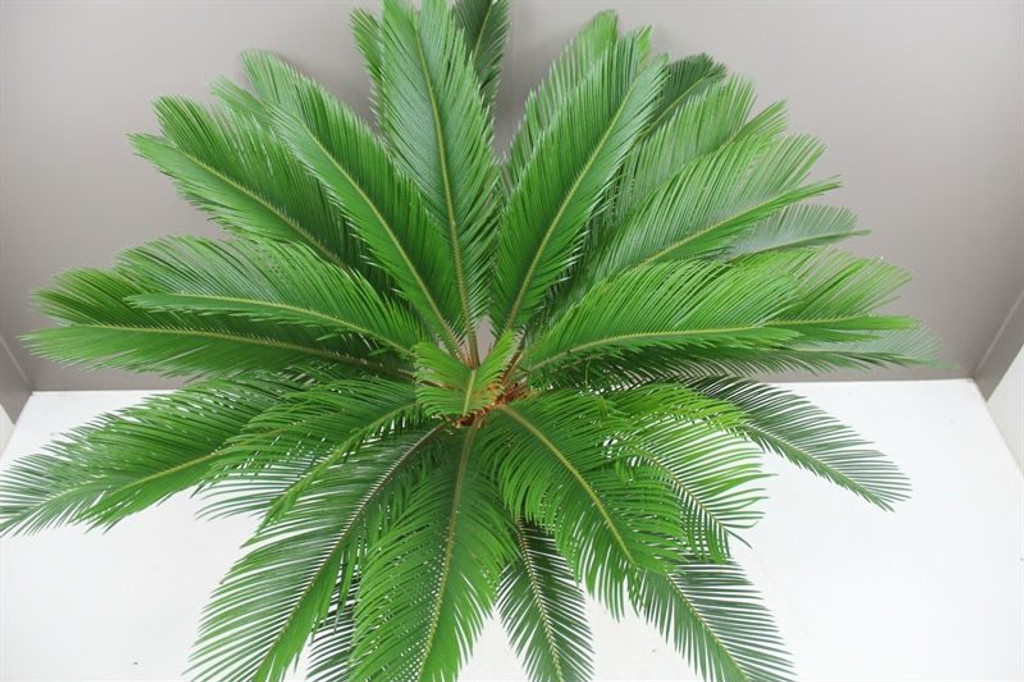 Japanese Sago Palm leaves