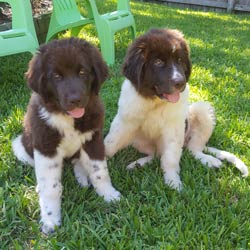 AKC Puppies for Sale